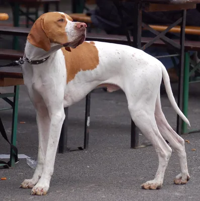 Порода собак Английский Кокер спаниель - компаньон и охотник» — создано в  Шедевруме