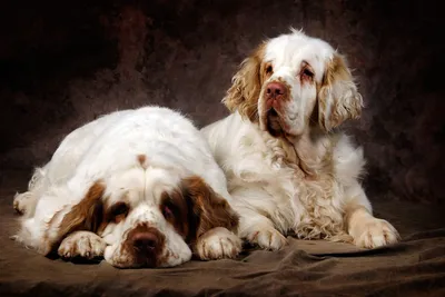 Собаки по странам происхождения. Английские породы собак. Пастухи, охотники  Векторное изображение ©A7880S 262834736