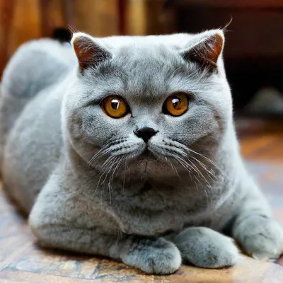 Серый британский кот дымчатый в …» — создано в Шедевруме