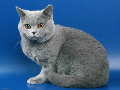Британский кот Oscar High Class*RU - Питомник GALA-CAT