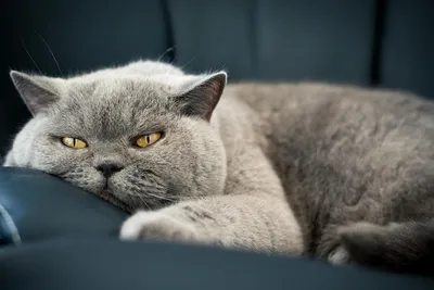Жирный серый британский кот» — создано в Шедевруме