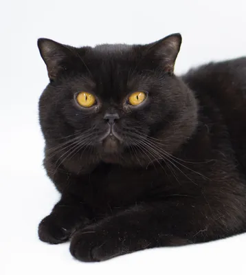 ЭтоЯ, серый британский кот …» — создано в Шедевруме