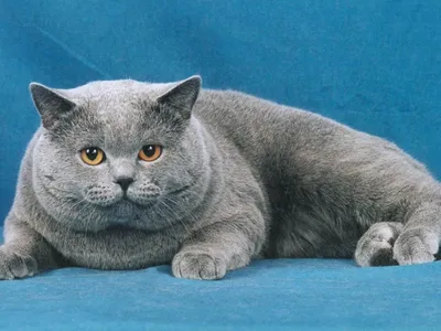 Смешной английский кот стоковое фото. изображение насчитывающей вдоль -  114486666