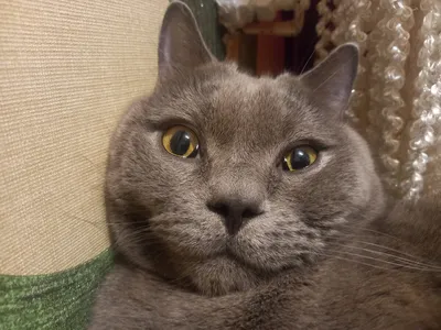 Британский кот Оксфорд ищет дом - Кошки - Форум Пес и Кот