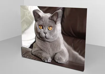 Фиолетовый британский кот. Кот лежит на кровати. Портрет домашних животных  Стоковое Фото - изображение насчитывающей любимчик, привлекательно:  180847810