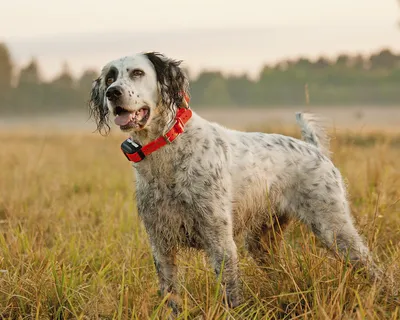 Английский сеттер (English Setter) - это активная, умная и динамичная  порода собак. Фото, описание породы, цены, отзывы владельцев.