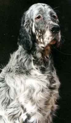 English setter