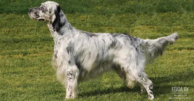Английский сеттер (English Setter) - это активная, умная и динамичная  порода собак. Фото, описание породы, цены, отзывы владельцев.