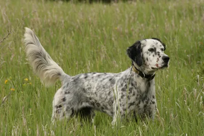 Английский сеттер (Canis lupus familiaris 'English Setter') - Rock  Identifier