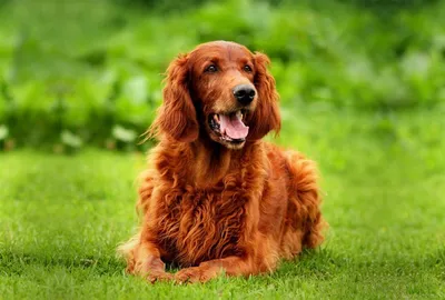 Английский сеттер: собака, излучающая добро, позитив, энергию и дружелюбие  | Пёсико | Дзен
