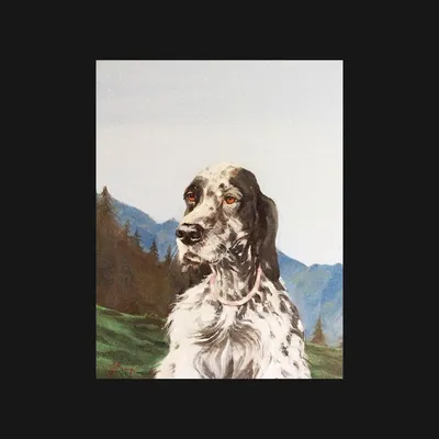 Порода собак Английский Сеттер: фото, характеристика и описание