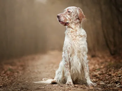 Сеттер любимчика собаки английский Стоковое Изображение - изображение  насчитывающей река, любимчик: 12383729