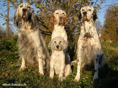 SOBAKI.PRO | Породы собак | Английский сеттер - лаверак | Фото 50939