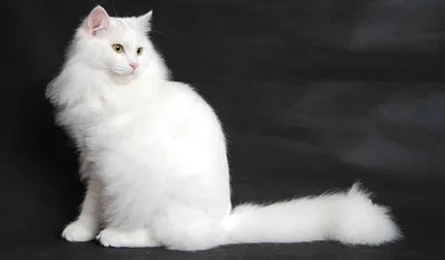 Ангорский кот фото 