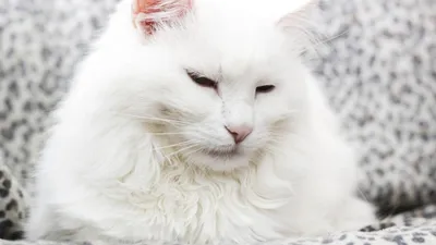 Фотогалерея \"Ангорские кошки\" - \"Пушистый ангорский кот с голубыми глазами  на синем фоне\" - Фото породистых и беспородных кошек и котов.