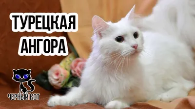 Ангорская кошка или турецкая ангора