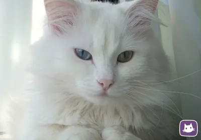 Ангорская кошка: порода, происхождение и уход - всё, что вам нужно знать | Кот  ангорский, Котята, Кошка из приюта