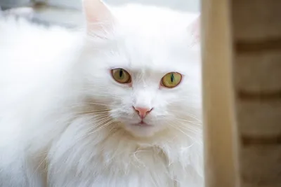 Ангорская кошка: фото, о породе, характере, здоровье