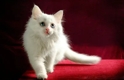 Порода кошек – турецкая ангора