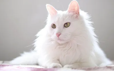 Белая ангорская кошка - красивые фото