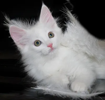 Отзыв о Порода кошек \"Турецкая Ангора\" | Белоснежный кот породы турецкий  ангара.