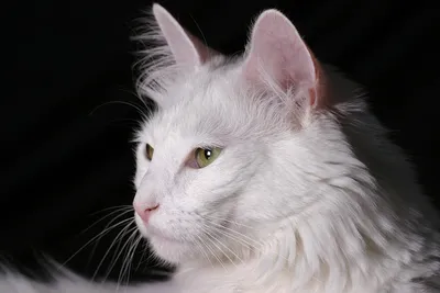 Ангорская кошка: фото, 🐈 характер, описание, окрасы, плюсы и минусы