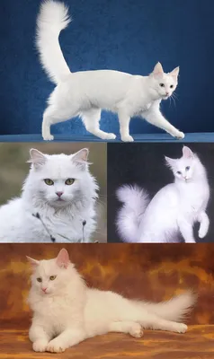 Ангорская кошка или турецкая ангора