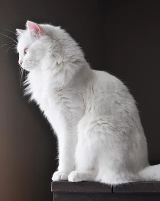 Самые красивые породы кошек: Ангорская кошка (турецкая ангора): все самое  интересное о породе | Маленькая Жизнь на планете Земля | Дзен
