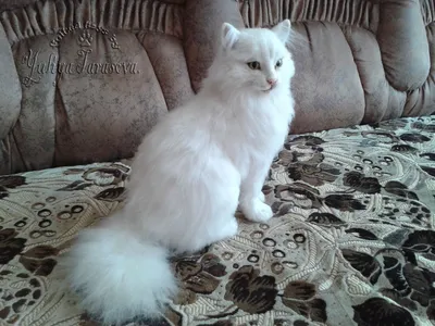 милый туркиш-ангорский кот смотрит в окно Стоковое Изображение -  изображение насчитывающей кот, котенок: 250577769