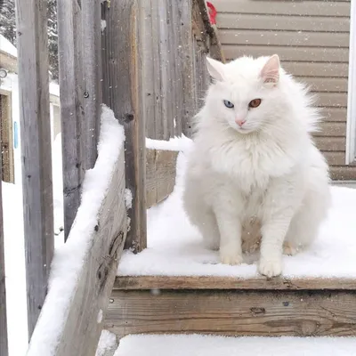 Ангорский кот белый - 71 фото