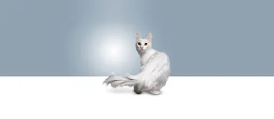 белый пушистый кот ангора закрывает портрет Стоковое Изображение -  изображение насчитывающей кот, волосы: 243756993