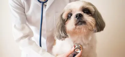 Дирофиляриоз – сердечные глисты у собак: симптомы и лечение