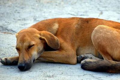 Празител ® Особый суспензия для собак от 5 до 25 кг флакон, 10 мл купить по  низкой цене с доставкой - БиоСтайл