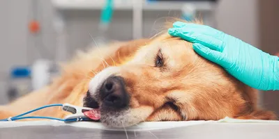 Влияние гельмитов на здоровье собаки и способы борьбы с ними