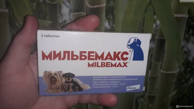Купить Антигельминтик для собак ELANCO Дронтал Плюс со вкусом мяса (1 таб.  на 10кг), 2 таблетки в Бетховен