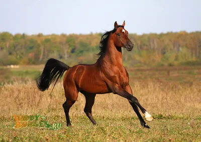 Арабская чистокровная лошадь фото 
