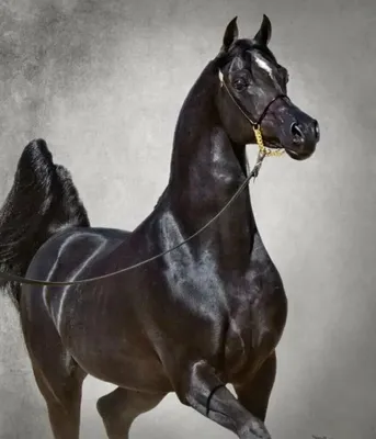 Арабская чистокровная порода лошадей» — Яндекс Кью