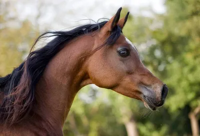 Арабская чистокровная лошадь - красивые фото