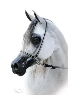 Женская футболка Арабская чистокровная лошадь — купить по цене 1435 руб в  интернет-магазине #3276039