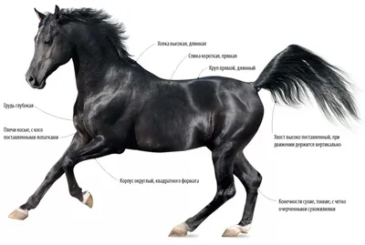 Арабская чистокровная лошадь» — создано в Шедевруме