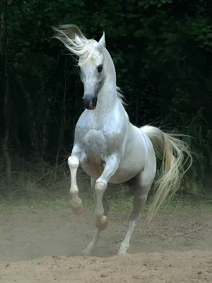 Сказочная красота — арабские и андалузские лошади - Рамблер/новости