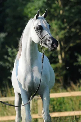 Арабская чистокровная лошадь. Сайт о животных. PiLife