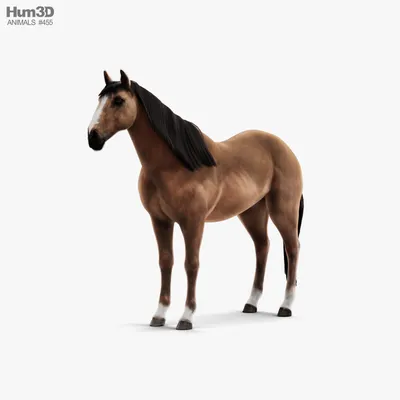 Самые быстрые лошади в мире