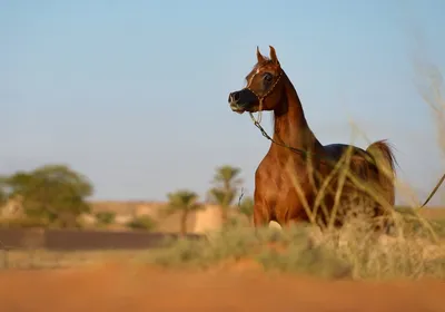 Арабские чистокровные лошади - Главная страница