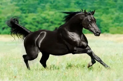 Чистокровная верховая лошадь 3D модель - Скачать Животные на 3DModels.org