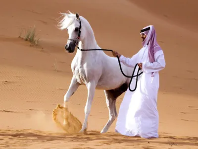 Арабская лошадь фото 