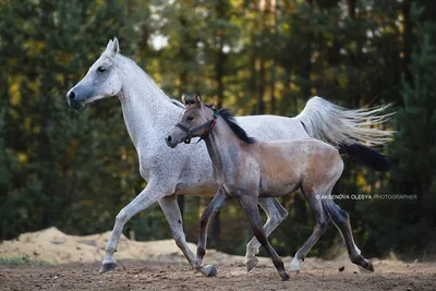Арабские лошади. Фотограф Олеся Евгеньевна