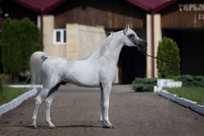 Белый арабский конь | Андалузская лошадь, Породистые лошади, Арабские лошади