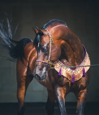 Арабская лошадь - купить с доставкой по выгодным ценам в интернет-магазине  OZON (808011313)