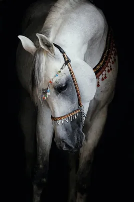 Серая арабская лошадь стоковое изображение. изображение насчитывающей  апбитража - 34953271